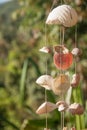 Decoration made of sea shells on the thread