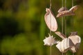 Decoration made of sea shells on the thread