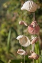 Decoration made of sea shells on the thread