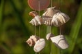 Decoration made of sea shells on the thread