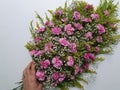 decoration with natural carnation flowers for bouquets and arrangements Royalty Free Stock Photo