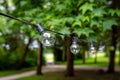 Decoration for an outdoor party, a garland of light bulbs hanging between the trees