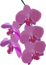 Decoration with pink orchid