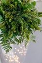 Decoration plant hops table green making beer Royalty Free Stock Photo