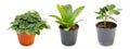 Pendle group of ornamental plants in pots on a white background Royalty Free Stock Photo