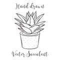 Decoration plant succulent in a flowerpot. Hand drawn vector illustration.