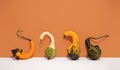 Decoration Pumpkin set. Fall autumn minimal concept. Still life fashion