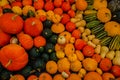 Decoration of Pumpkins, Kew Gardens, London Royalty Free Stock Photo