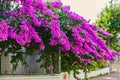 Decoration of a residential building with bright purple flowers