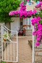 Decoration of a residential building with bright purple flowers