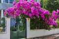 Decoration of a residential building with bright purple flowers Royalty Free Stock Photo