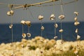 Decoration of seashells on the sea. Sea shells in the form of decor on the background of the sea.