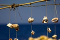 Decoration of seashells on the sea. Sea shells in the form of decor on the background of the sea.