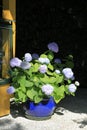 A decoration for the terrace with blue hydrangeas