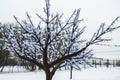 Decoration in the winter Park on the big holiday Christmas and New year. Modern installation - artificial tree decorated with Royalty Free Stock Photo