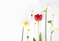 Decoration of Women`s Day or Mother`s Day. Frame of red tulips, narcissus, hyacinths and flowers muscari on white Royalty Free Stock Photo