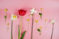 Decoration of Women`s Day or Mother`s Day. Frame of red tulips, narcissus, hyacinths and flowers muscari on white Royalty Free Stock Photo