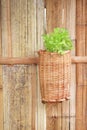 Decoration wood potted hanging on bamboo wall background with green lettuce vegetable plants