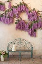 Decorations bench under the purple wisteria tree. Blooming wisteria plants on a background of a house wall with a bench. Blooming Royalty Free Stock Photo