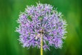 Decorativ bow - allium Royalty Free Stock Photo