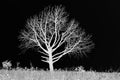 BLACK AND WHITE INVERT OF BARE TREE ON GRASSLAND Royalty Free Stock Photo