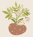 Decorative abstract isolated illustration of potato with leaves and flowers. Royalty Free Stock Photo