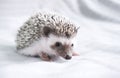 Decorative African hedgehog at home. Hedgehog as a pet. Horizontal photo with low depth of field and selective focus. Cute little