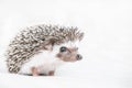 Decorative African hedgehog at home. Horizontal photo with low depth of field and selective focus.