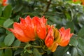 Decorative african tulip tree flower