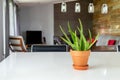 Decorative potted aloes plant over a counter in the living room of a modern house