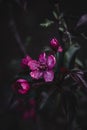 Decorative apple tree of Makovetsky - Malus purpurea Makowieckiana - a hybrid type of purple apple tree.