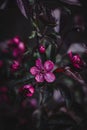 Decorative apple tree of Makovetsky - Malus purpurea Makowieckiana - a hybrid type of purple apple tree.