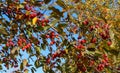 Decorative apple tree