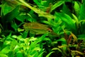 Freshwater aquarium fish, Phenacogrammus interruptus or Congo tetra in planten aquarium Royalty Free Stock Photo