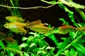 Freshwater aquarium fish, Phenacogrammus interruptus or Congo tetra in planten aquarium