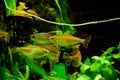 Freshwater aquarium fish, Phenacogrammus interruptus or Congo tetra in planten aquarium Royalty Free Stock Photo