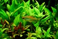 Freshwater aquarium fish, Phenacogrammus interruptus or Congo tetra in planten aquarium Royalty Free Stock Photo