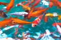 Decorative aquarium fish swim in the pond