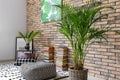 Decorative Areca palm in interior of room