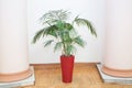 Decorative Areca palm in a red pot . Decorative Areca palm in interior of room . Indoor flower pots plants, large . Vases in a row Royalty Free Stock Photo