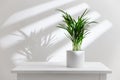 Decorative Areca palm on white table