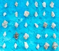 Decorative arrangement of sea shells on a blue background Royalty Free Stock Photo