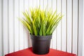 Decorative artificial potted plant, grass in flower pot. Plastic rearistic office greens dont need to care for