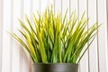 Decorative artificial potted plant, grass in flower pot. On a white wooden background. Plastic rearistic office greens dont need
