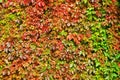 Decorative background of autumn colorful leaves