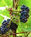 Decorative background of large edible fruits on the branches of grapes in the garden