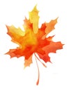 Decorative background. Multilayer autumn maple leaf. Orange-yellow gradient. Abstract watercolor fill. Hand drawn Royalty Free Stock Photo