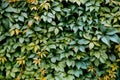 Decorative background of wild green grapes leaves. Nature texture. Banner. Five-leaved ivy natural wallpaper. Copy space. Garden