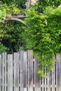 Decorative bamboo in the garden. Decor plants for the garden. Fence covered with green tree leaves. Bamboo Royalty Free Stock Photo