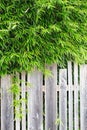 Decorative bamboo in the garden. Decor plants for the garden. Fence covered with green tree leaves. Bamboo Royalty Free Stock Photo